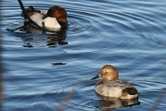 ducks