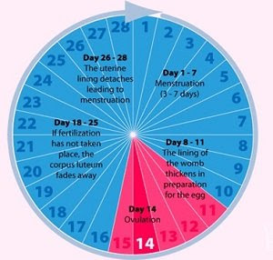 Menstrual Cycle Calculator