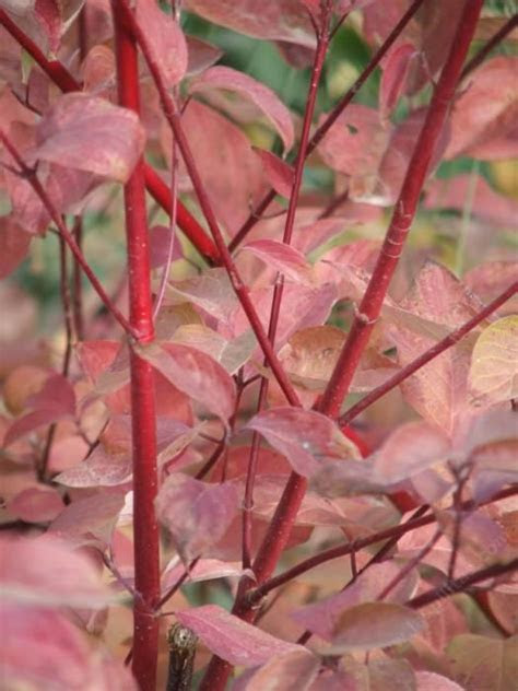 Ground cover flowers represent an attractive alternative to lawns and extensive hard landscaping. Fall and winter color in California native plant garden.