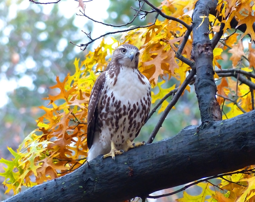 Red tail in Tompkins Square