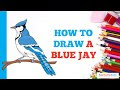 25 ++ blue jays birds drawing 108399
