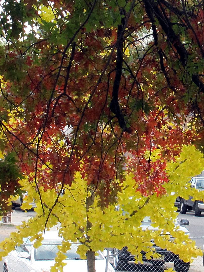  photo IMG_0480a_zpsdb2fc77b.jpg