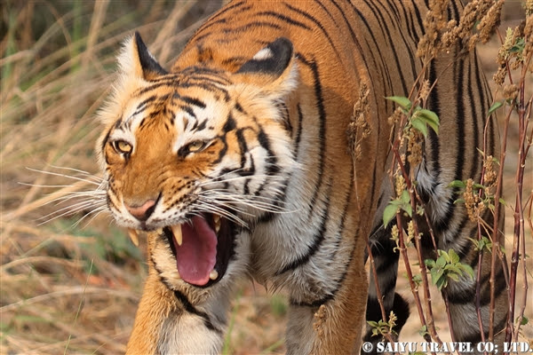 ジム コルベット国立公園 ワイルドライフ Wildlife 世界の野生動物観察日記