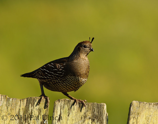 Female California quail - Pat Ulrich Wildlife Photography
