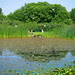 P1090991-andedammen - Ringve