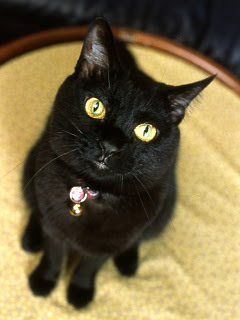 ねこ 黒猫の名はネーロ の待ち受け画像 壁紙 動物 パラダイス