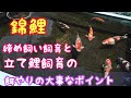 [最も共有された！ √] 錦鯉 餌 やり 292727-錦鯉餌やり機