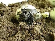Blanding's Turtle Hatching - YouTube Ryan M. Bolton