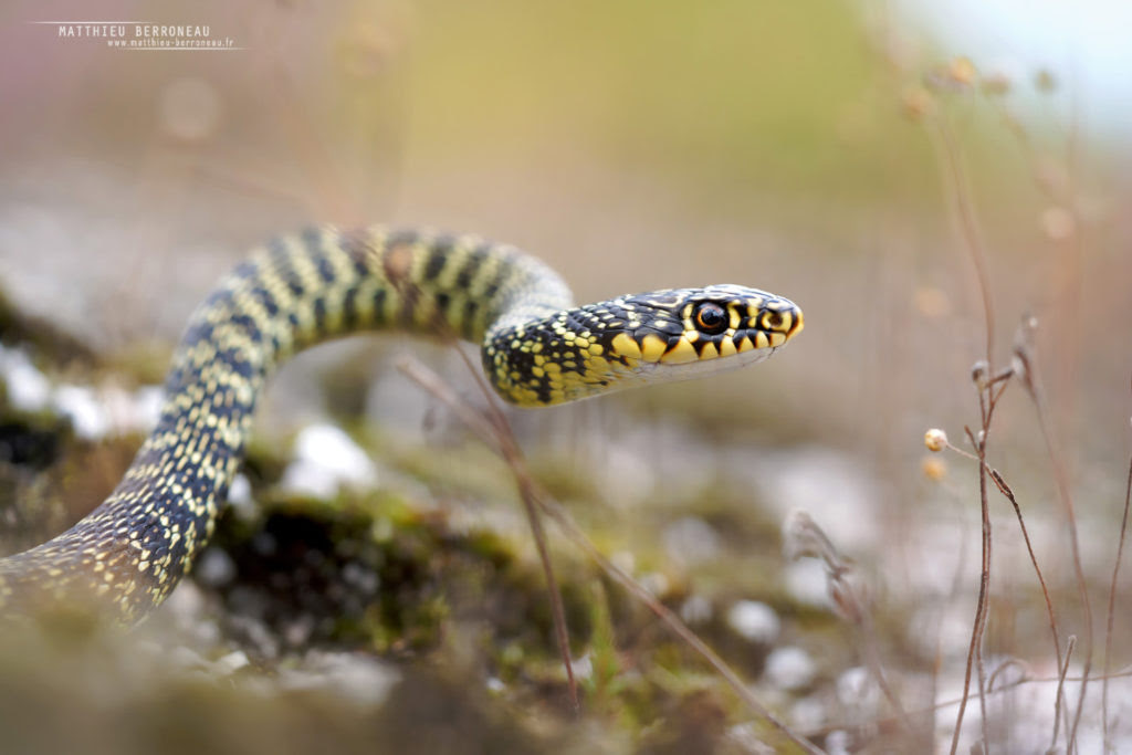 La Couleuvre Verte Et Jaune Hierophis Viridiflavus The Western Whip Snake Matthieu Berroneau Photographe