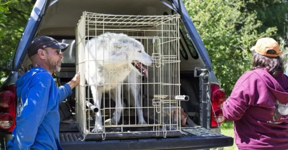 Wolf Was Kept Alone In A Cage For Years - See The Moment ...