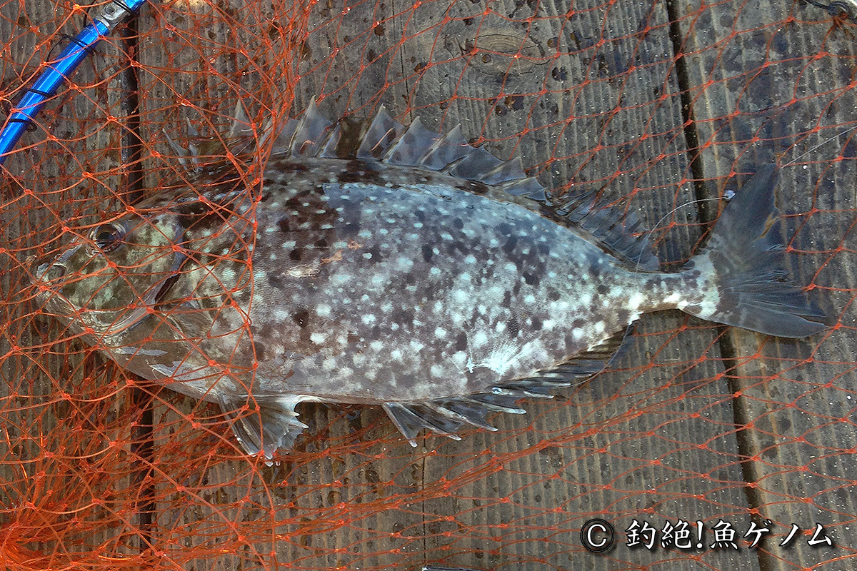 アイゴ専門 釣絶 魚ゲノム
