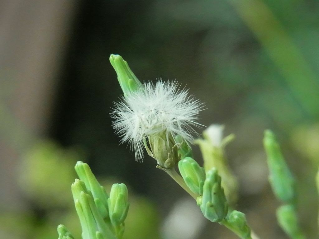 リーフレタスの花のあとのタンポポみたいな綿毛です Kochan S ベランダ菜園blog マンションガーデニング 家庭菜園 仙台グルメ キャンペーン情報等