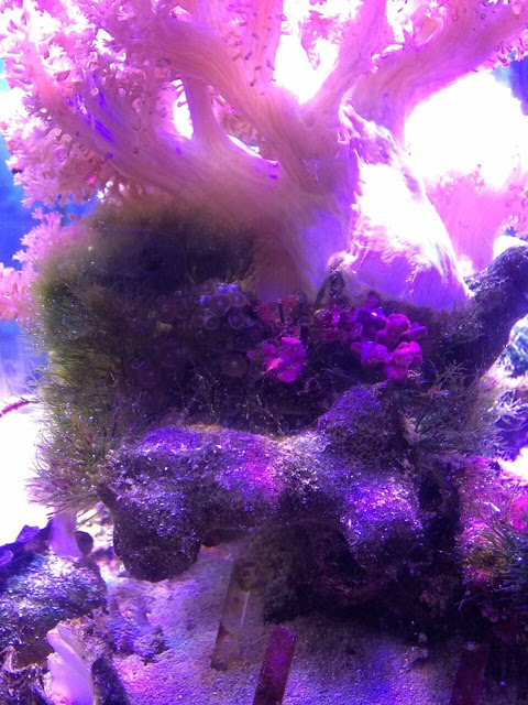 水槽の硬い緑ゴケや髭コケやハネモやジャマな海藻はヒフキアイゴに食べてもらいましょう 海水水槽初心者日記