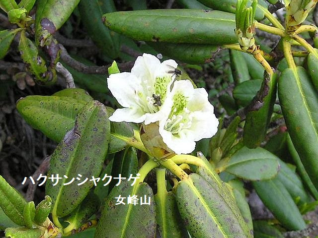 ハクサンシャクナゲ