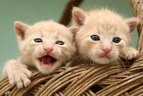 Kittens - online jigsaw puzzle - 24 pieces