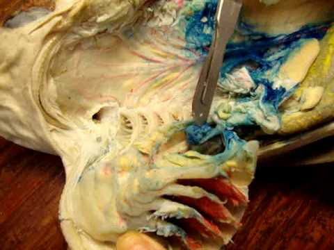 dogfish shark circulatory system. Dogfish Shark Dissection