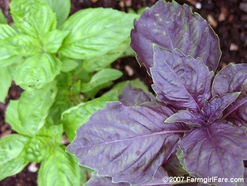 purple and green basil growing in my kitchen garden - FarmgirlFare.com
