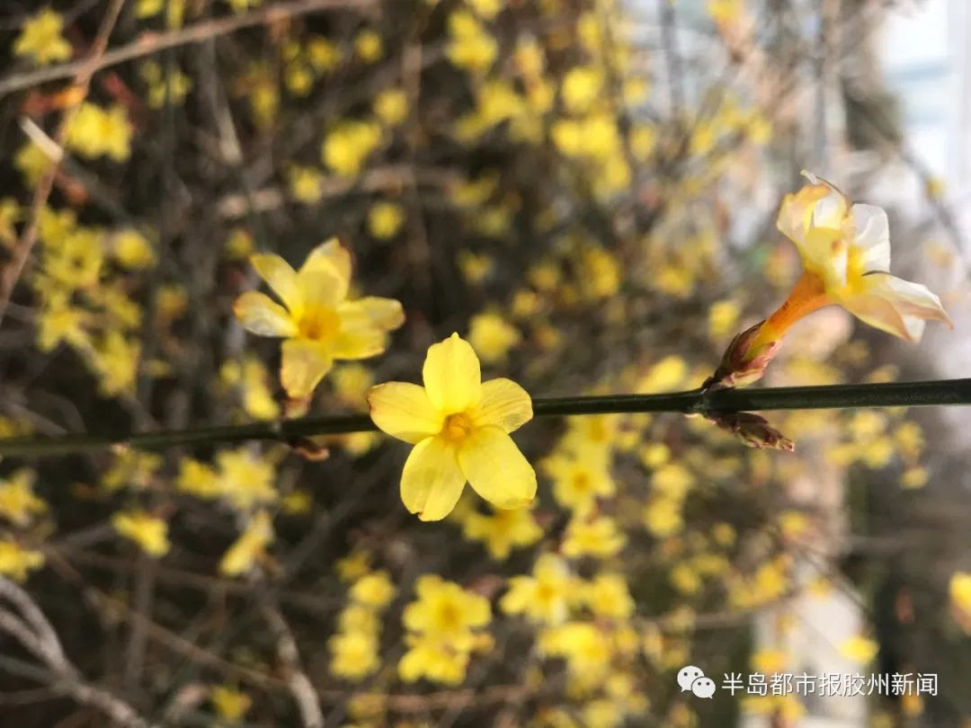 春风渐暖花渐开胶州迎春花 玉兰花竞相开放惹人驻足 半岛网