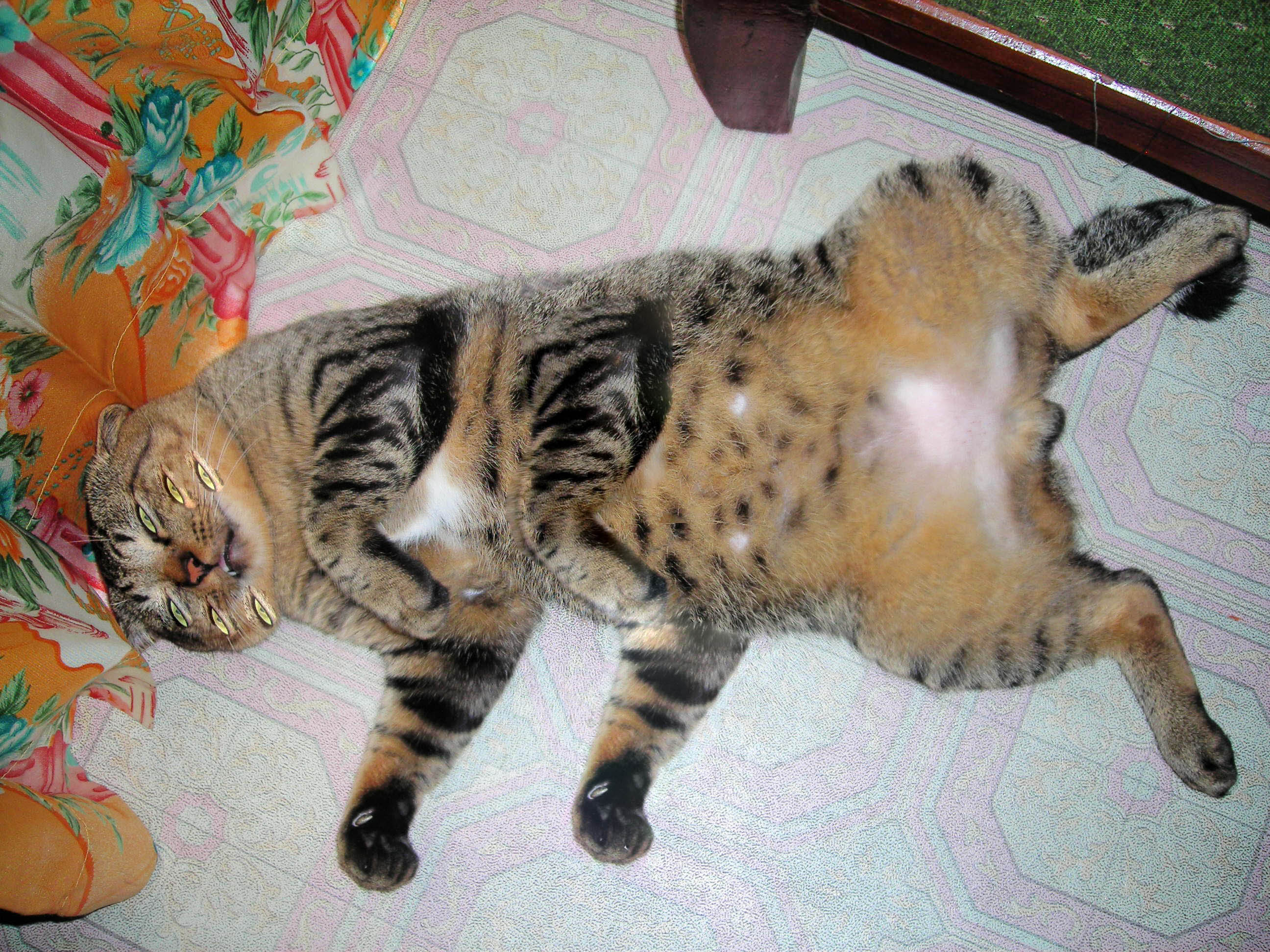 Foto Aneh Lucu Nyata Terlengkap Display Picture Update
