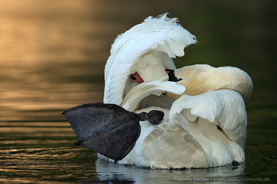 500px favs, rg443