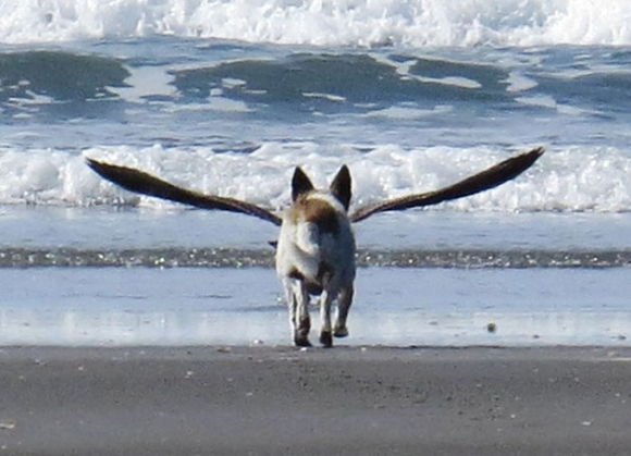 Have You Ever Seen This Dog Bird Animal Optical Illusion?