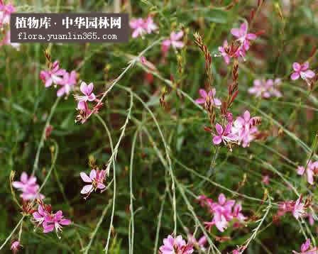 食品百科全书 山桃草