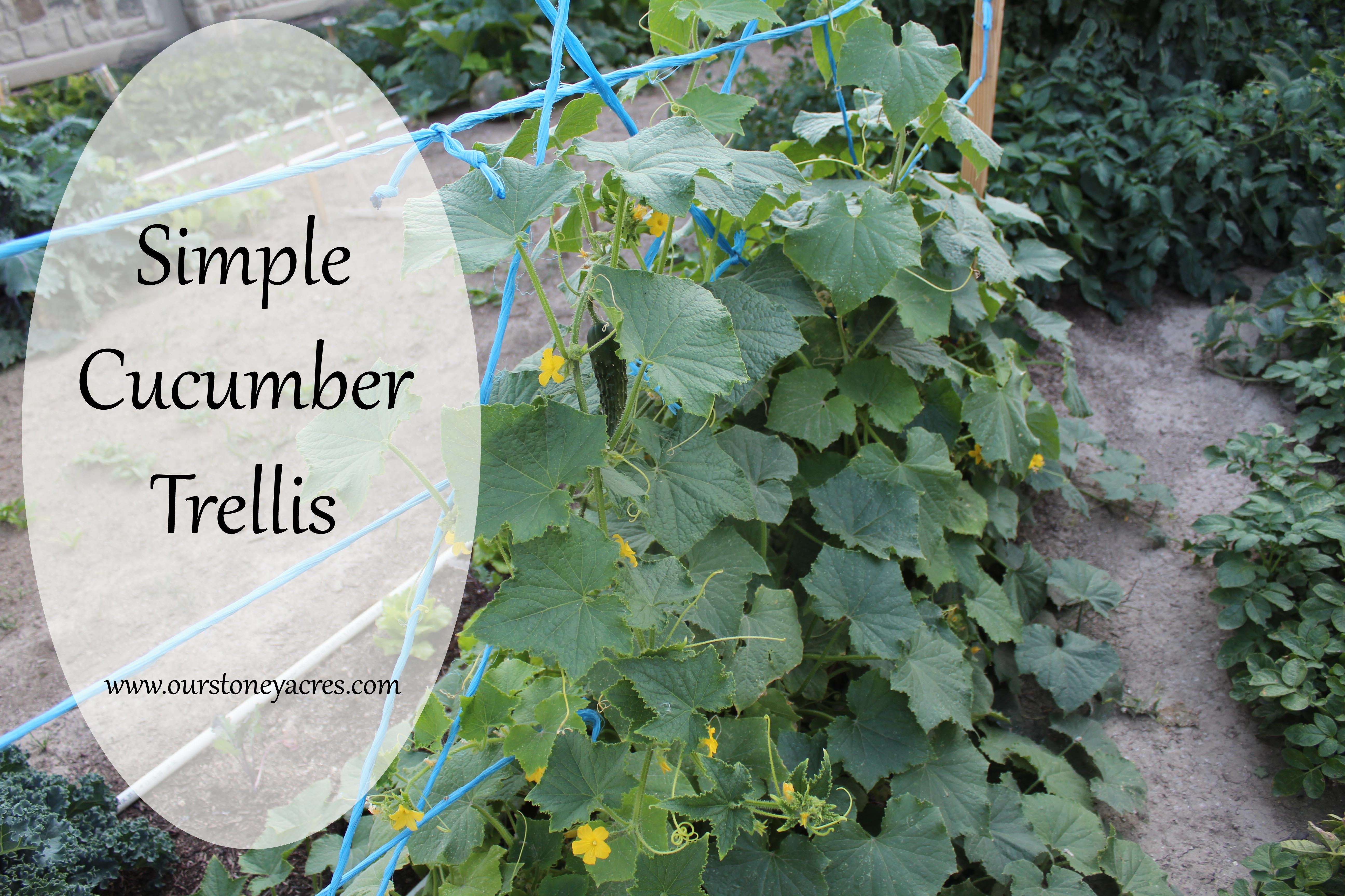 Simple Cucumber Trellis
