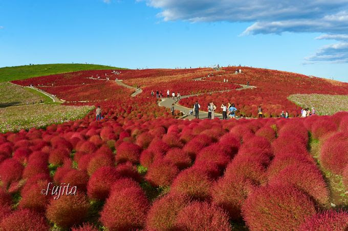 コキアの紅葉10月が見頃 茨城 国営ひたち海浜公園のコキアは必見 茨城県 Lineトラベルjp 旅行ガイド