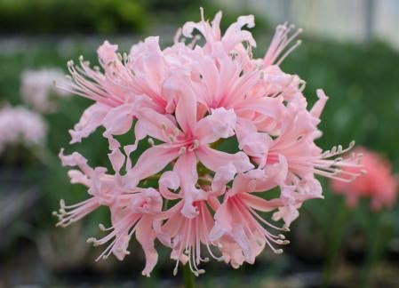 １１月２４日 ネリネ 花の俳句