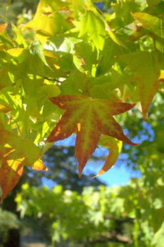 leaf