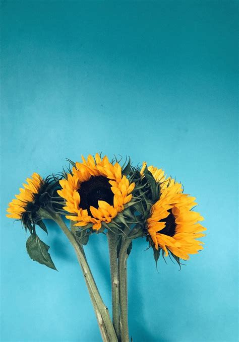 Sunflowers make a beautiful addition to any yard or garden, and they're relatively easy to grow. Hautelinks: A Disney Princess Shopping Quiz, Light & Easy