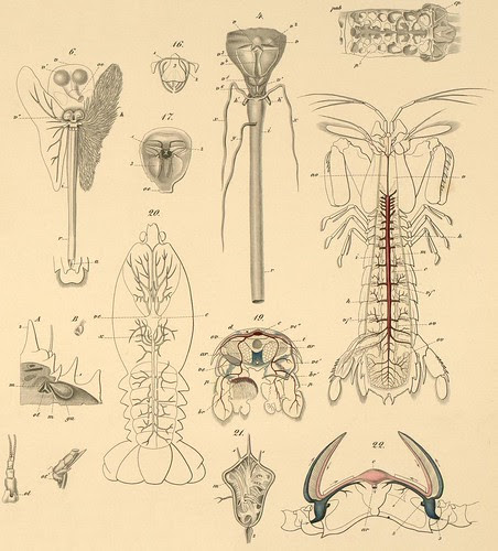Insecta a