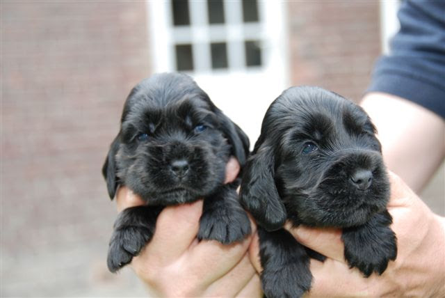 Nos Chiots Cockers Anglais
