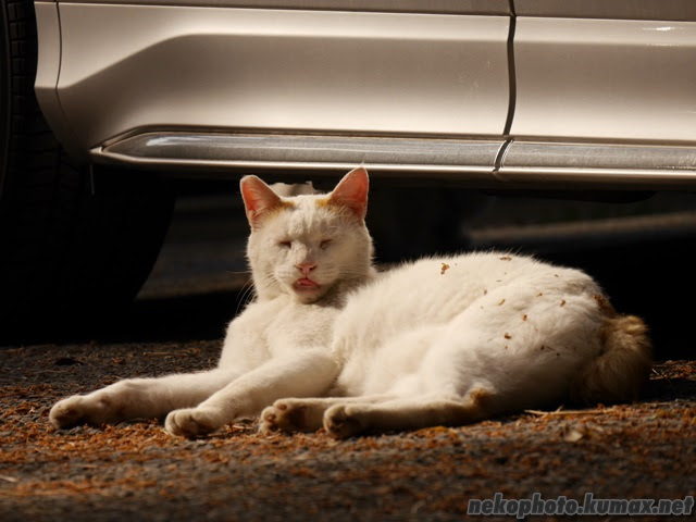 くつろぐ猫さん達  街を歩けば そこに猫