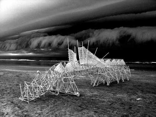 onweer-zwrt-wit--Animaris-P