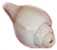 shankh1