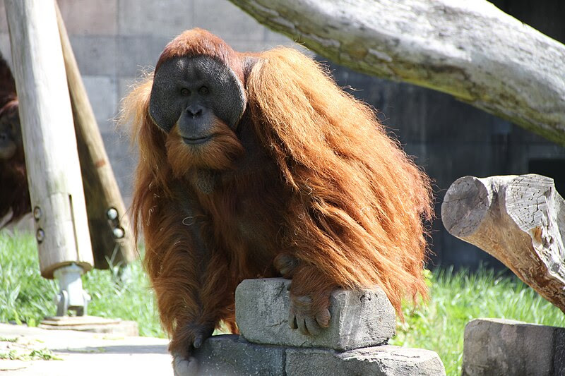 File:Orangutan-Columbus-zoo.JPG