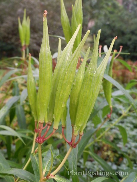 milkweed