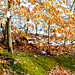 2012-12-30 Iroquois Woods -1