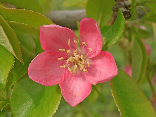 花梨 カリン の花 ｉｎ東谷山フルーツパーク 写真共有サイト フォト蔵