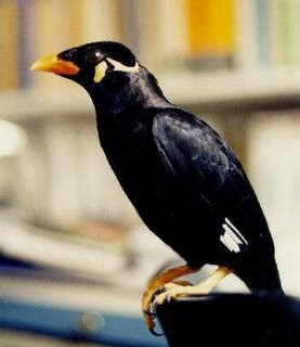 Pitoong - Image - gambar burung beo