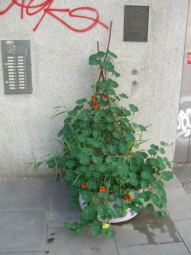 Blumenkübel