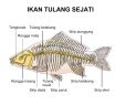 11-ikan-tulang-sejati