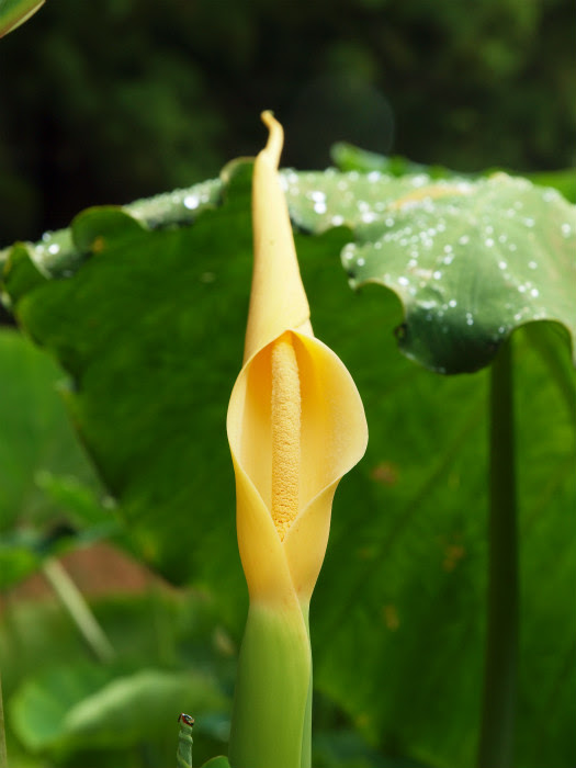 さぁ て きょうは 里芋の花
