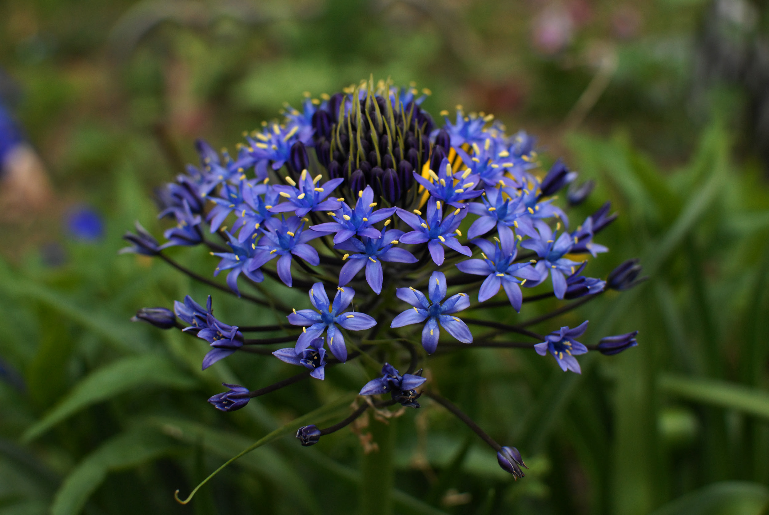 名前がわからない紫の花 かっこいい フリー素材next