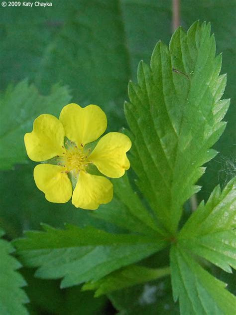 Fescue grass is a type of grass that can be planted in a new yard or to fill empty spots. Potentilla simplex (Common Cinquefoil): Minnesota Wildflowers