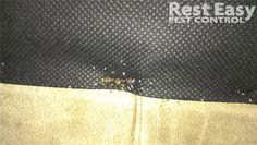 Bed Bugs, Bed Bug eggs, Bed Bug fecal staining on the bottom of couch