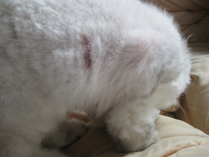 Plaques Rouge Avec Croute Grise Sante Du Chat