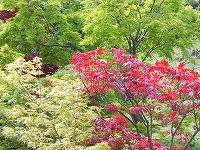 １０月３１日の誕生花 モミジ 紅葉 の花言葉 大切な思い出 錦織りなす 美しい変化 弥生おばさんのガーデニングノート 花と緑の365日 楽天ブログ