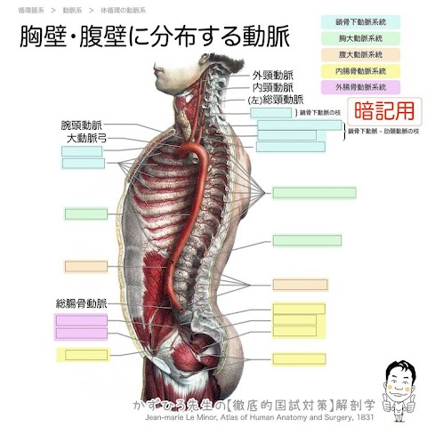 左 肋骨 の 下 の 臓器